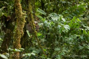 Josh Manring Photographer Decor Wall Arts - Costa Rica Wildlife -73-c40.jpg